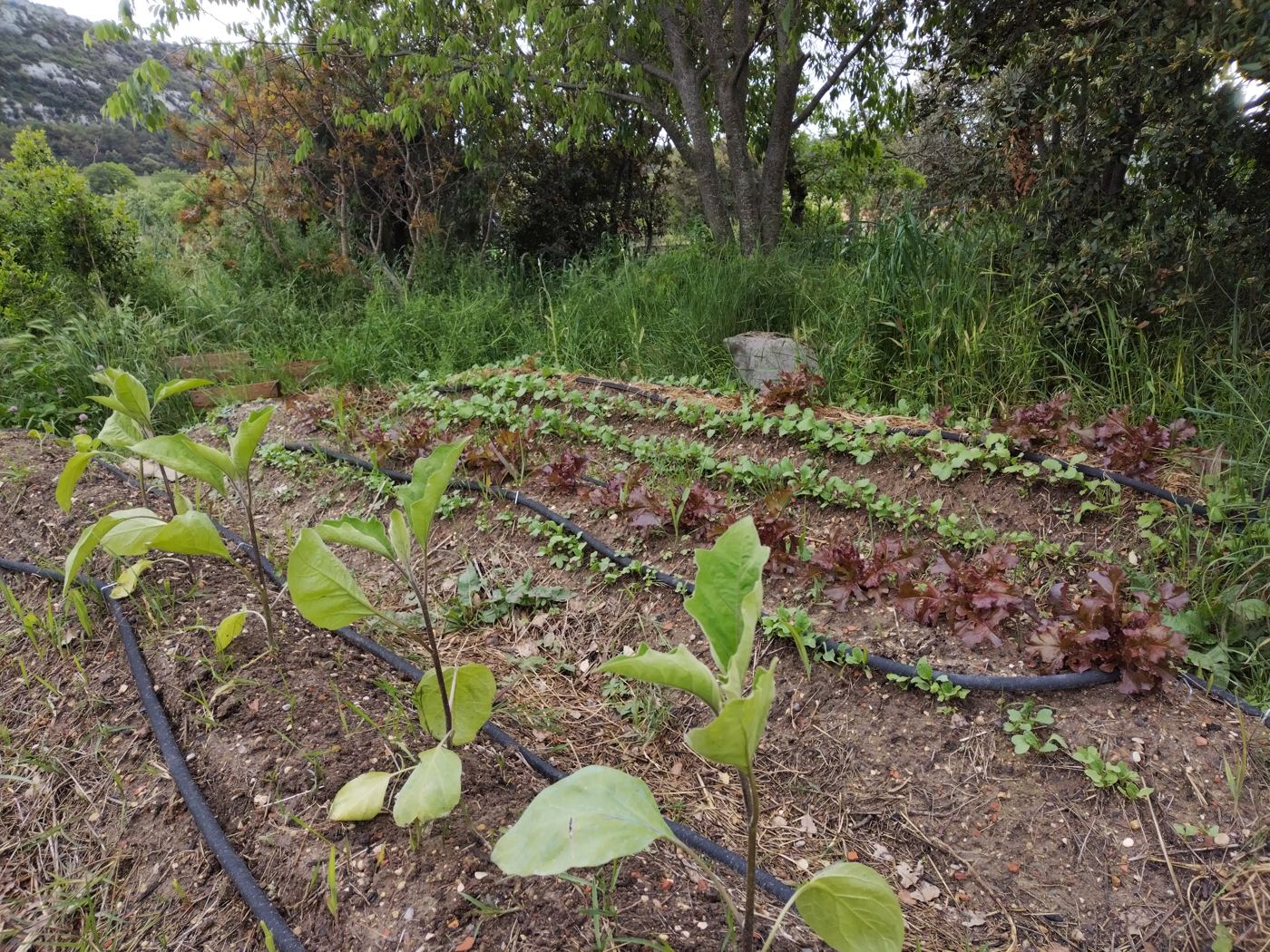 Rangs de salades et jeunes aubergines en pleine terre, potager en Vaucluse