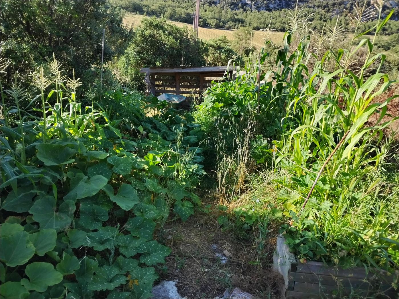 Carré de maïs et courges en pleine croissance, potager permaculture