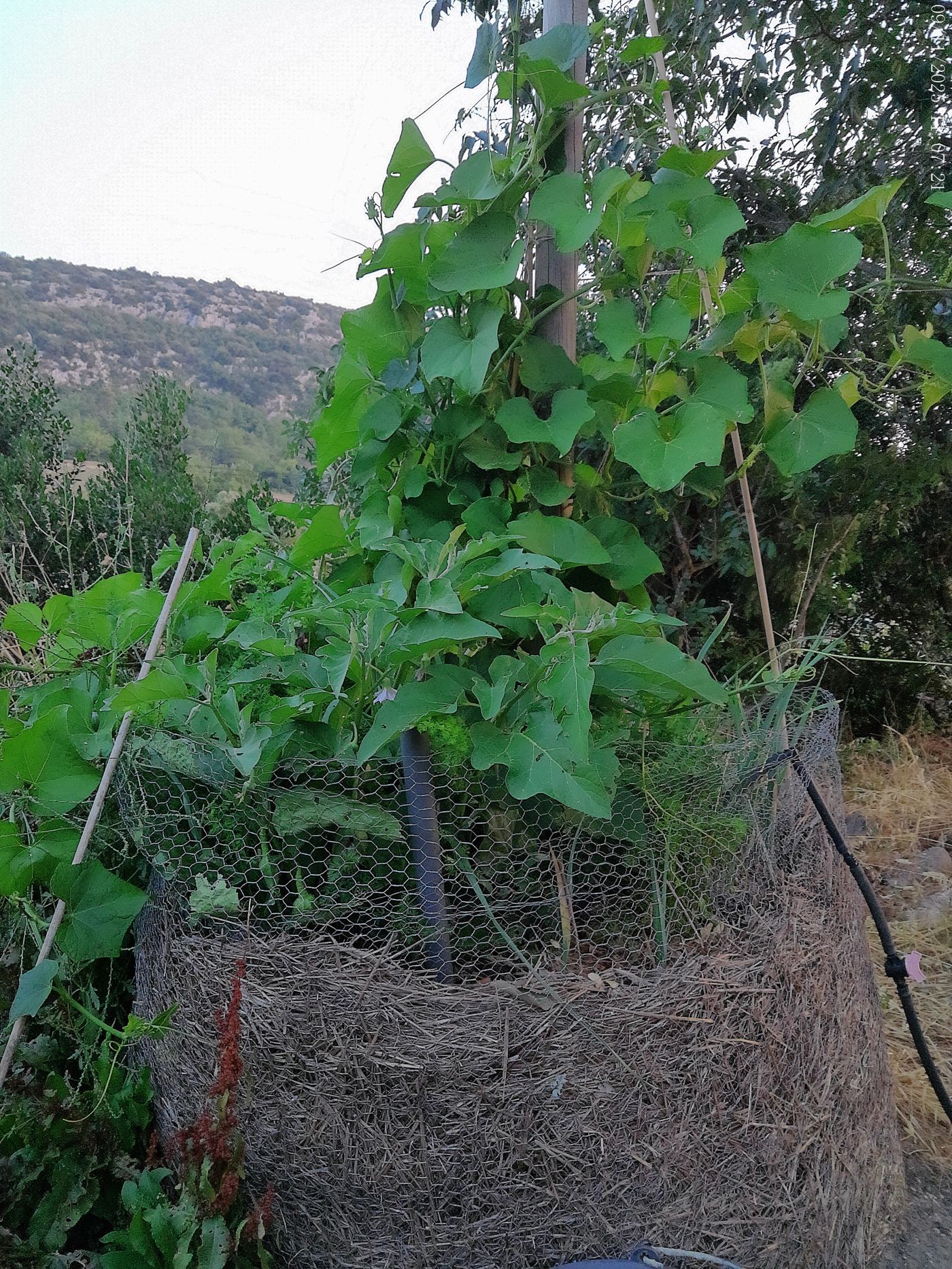 Plants grimpants de courges palissés sur botte de paille