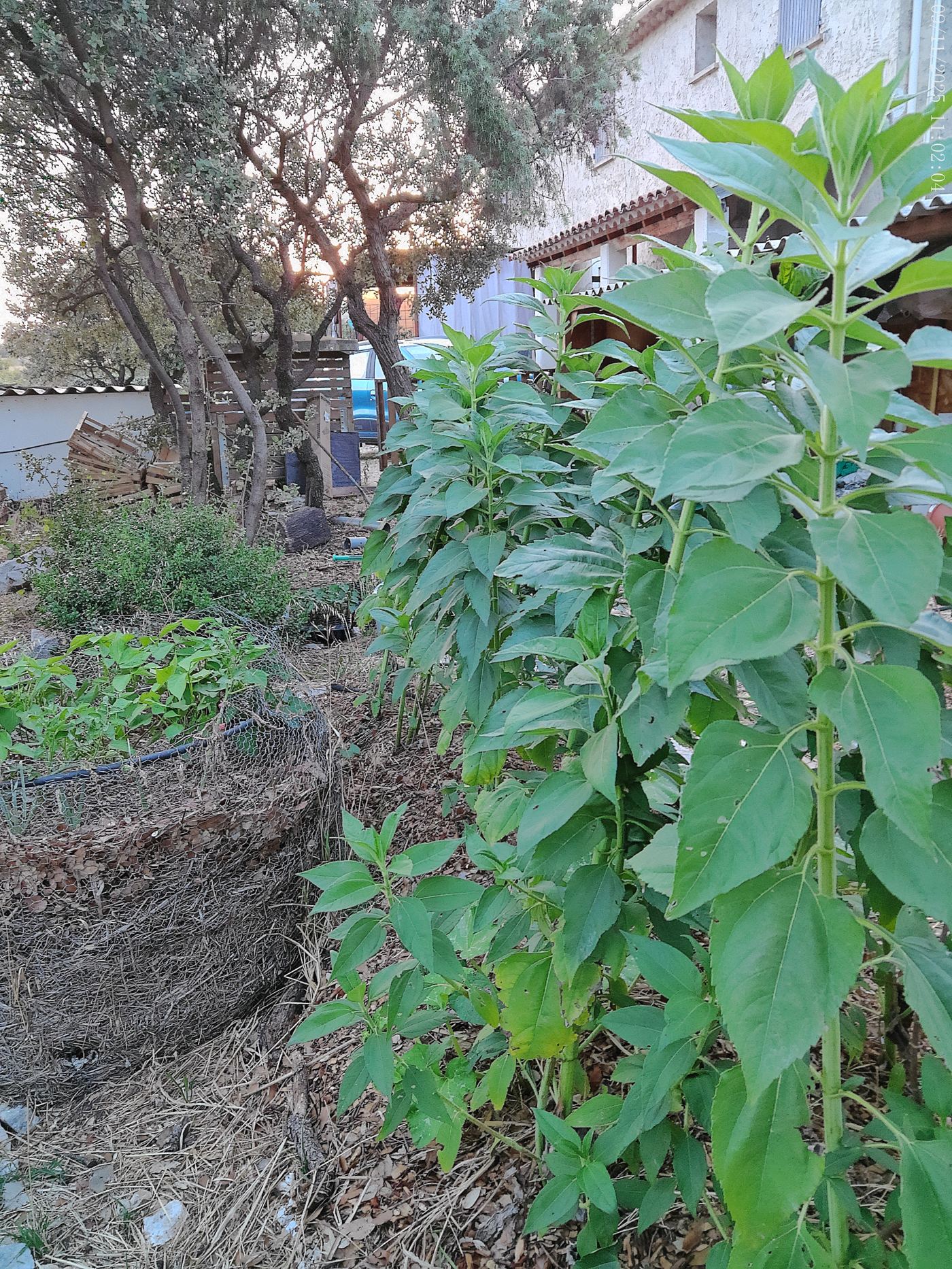 Rangs d'amarante et légumes en pleine terre le long d'un mur