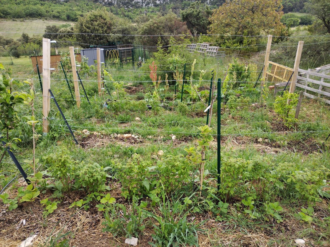 Jeunes arbres fruitiers palissés en espalier dans le verger